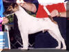 Am Ch Blackfox Heir Apparent "Hunter"